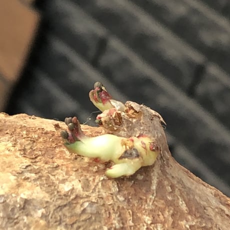 adenia ovata《L L size》激希少種大株※現地球発根後店主国内管理7年株※大変美しく360度球体株の希少種※mad white bowl pot植え