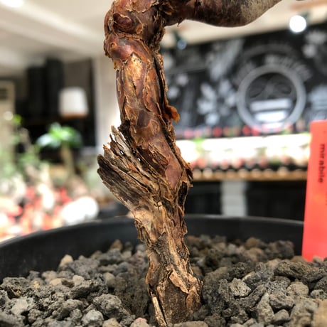 pelargonium  mirabile《M size》※現地球株発根済※コンパクトに纏まった枝振り良き幹上がり仕立ての人気者‼︎※black pot植え