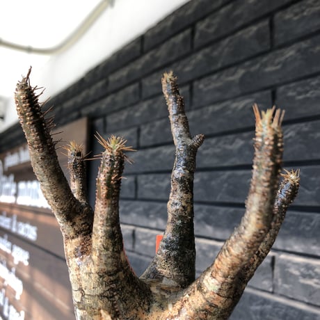 pachypodium gracilius《大きめM  size》※現地球発根後店主国内管理4年株※balance &綺麗肌なオーソドックスな良樹形株※mad black pot植え