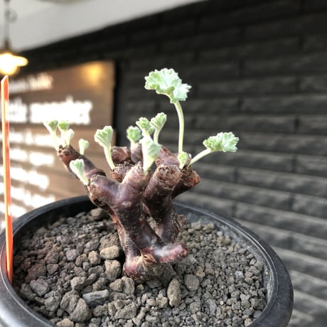 pelargonium  mirabile《大きめS size》※現地球店主国内管理4年株※愛おしく堪らない冬型の人気者‼︎weight低く良枝振り※mad black pot植え