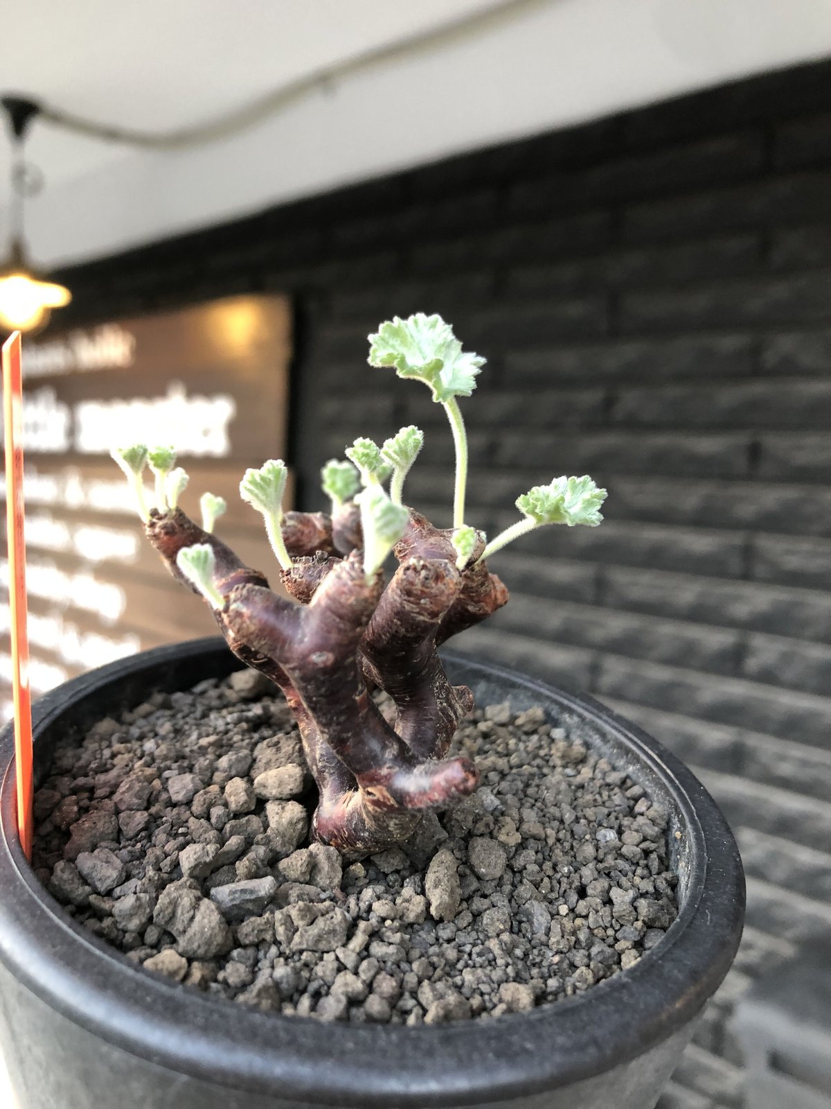 pelargonium mirabile《大きめS size》※現地球店主国内管理4年株 pelargonium mirabile《大きめS size》※現地球店主国内管理4年株