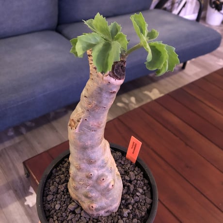 cyphostemma  betiforme《M  size》ボコボコが堪らない‼︎大変人気なベティフォルメ　※mad black pot植え
