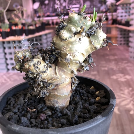 tylecodon    reticulatus《M  size》発根済み株‼︎