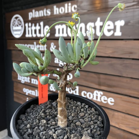 othonna clavifolia《大きめM size》littmon seed🌱※ぷっくり多肉質の葉を展開する冬型の人気者‼︎リトモン実生株※mad black pot植え