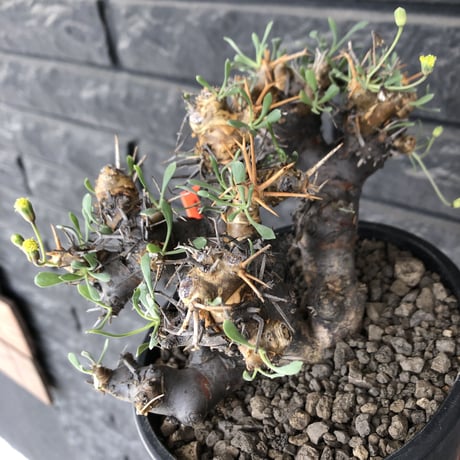 othonna  euphorbioides《L L size》※現地球発根後店主国内管理4年株※大きくどっしり構えの良balance樹形※mad black pot植え