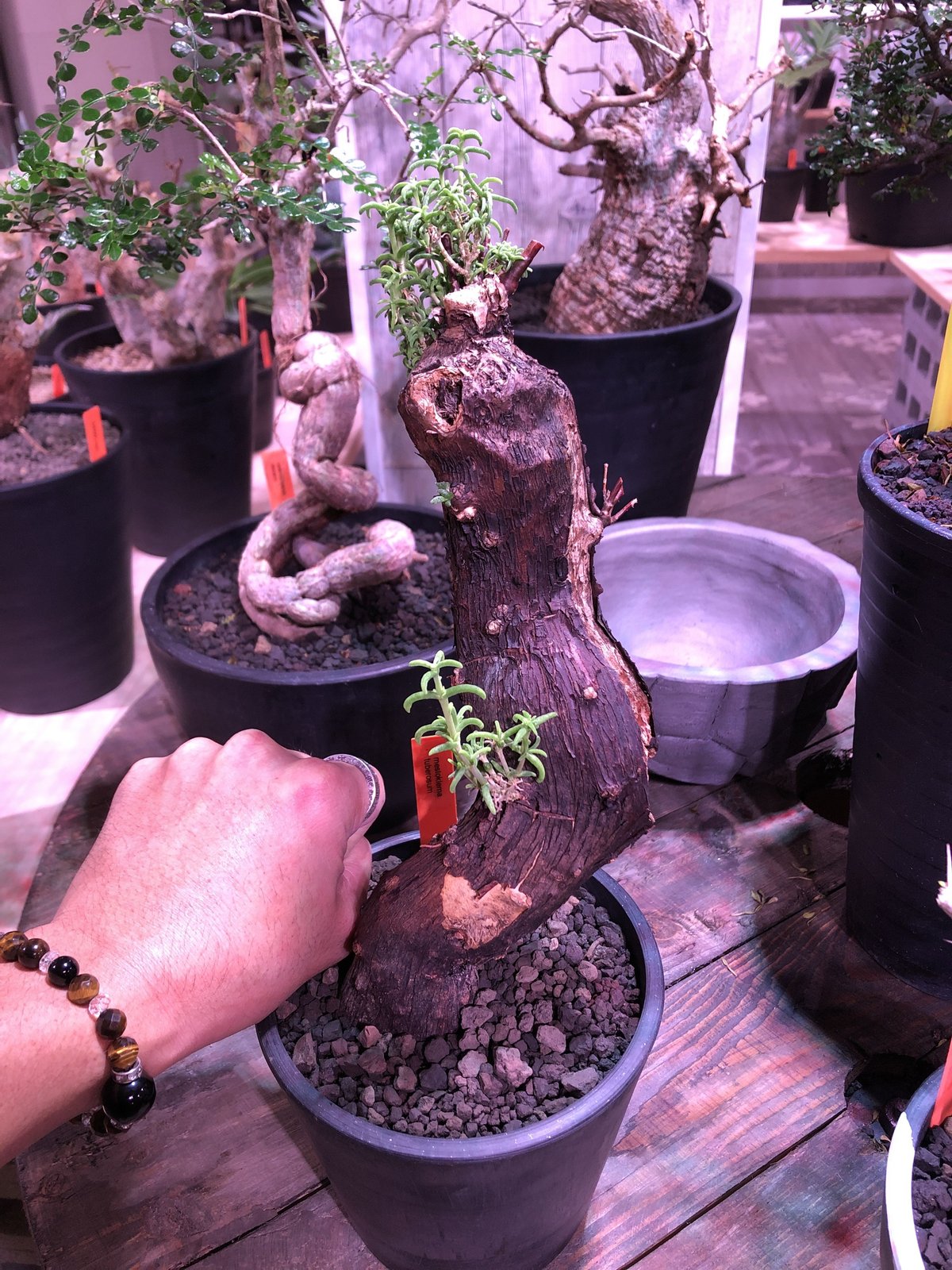 mestoklema tuberosum《L size》サイドにあるド派手な縦ラインの