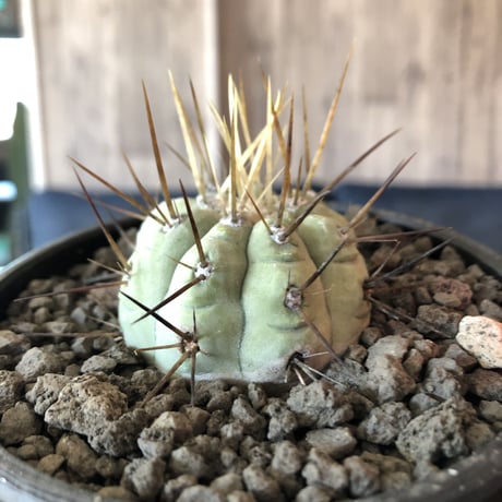 copiapoa   cinerea  長刺白棘黒王丸《小さめM size》希少※現地球株カキ仔自根株‼︎※mad black bowl pot植え