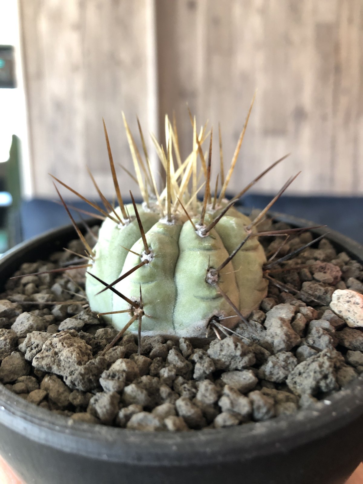 copiapoa cinerea 長刺白棘黒王丸《小さめM size》希少※現地球株カキ
