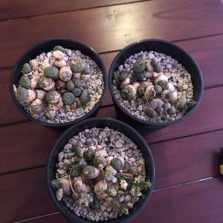 euphorbia     globosa