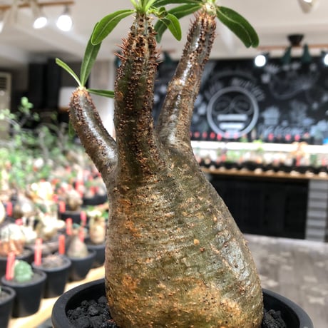 pachypodium gracilius《大きめM size》※現地球株発根済※うっすらgreen肌と生き様感じる株元の傷みも味深く整った樹形の一株‼︎※black pot植え