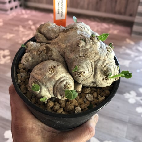 packypodium   brevicaule （恵比寿笑い） S size
