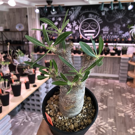 packypodium    gracilius《M size》