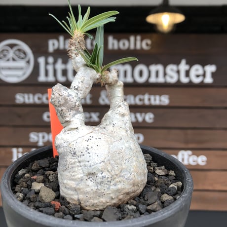 pachypodium gracilius《大きめS size》※希少‼︎白肌株※現地球発根後店主国内管理2年株※絶妙な捻くれ枝振り&美しい純白が堪らない※mad black bowl pot植え