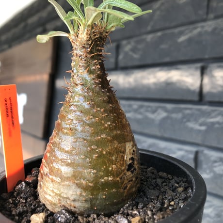 pachypodium gracilius《S size》希少‼︎green &brown肌＆現地焼け※現地球発根後店主国内管理3年株※味深きcontrastが堪らない※mad black pot植え