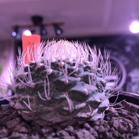strombocactus 白棘菊水《大きめM size》激希少‼︎現地球発根済株※店主国内管理12年株※激希少株の上、極美白棘菊水‼︎堪らない唯一無二感※mad black bowl pot植え