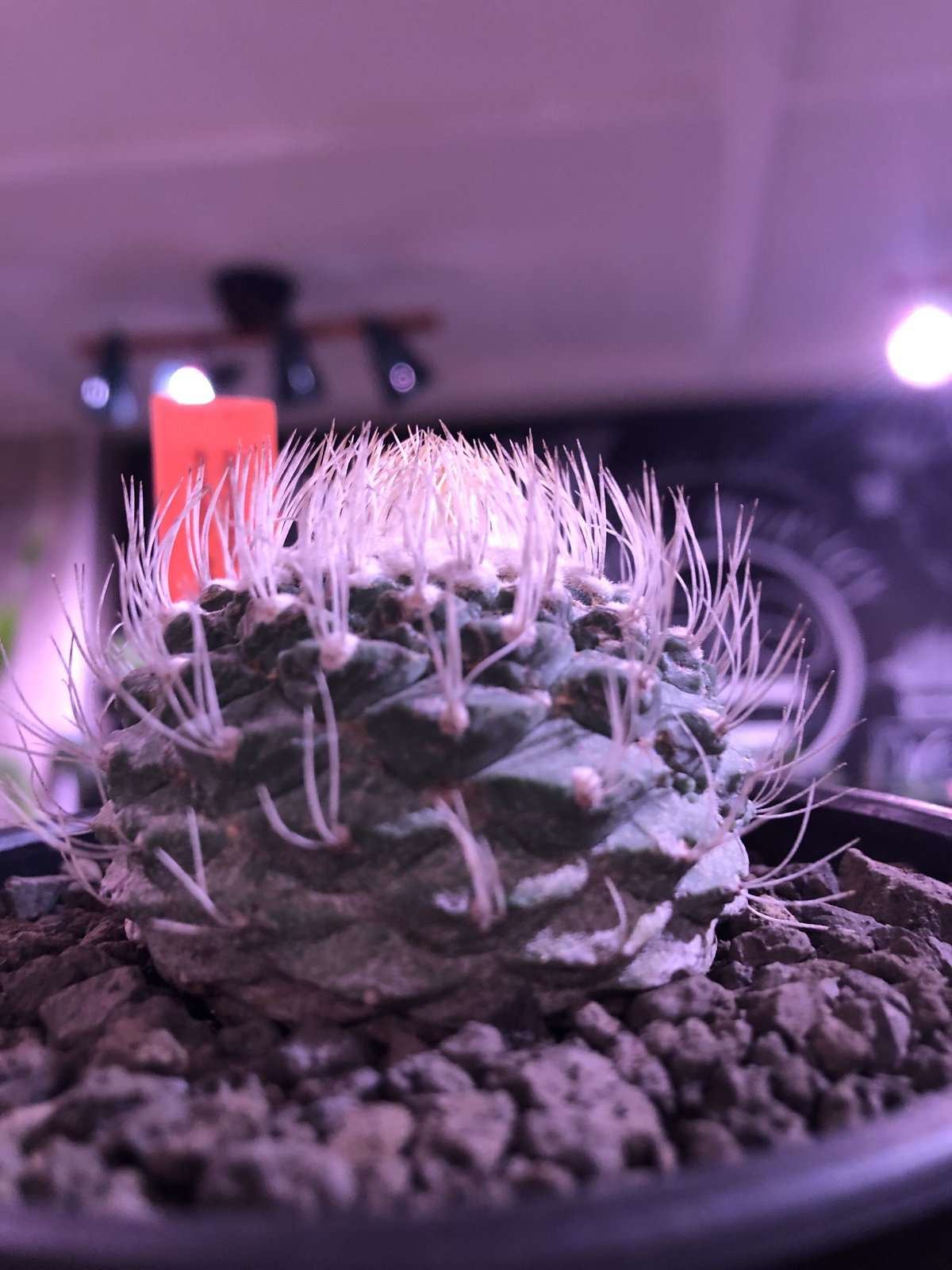 菊水白花 ① サボテン サボテン - サボテン 菊水白花 ① サボテン サボテン - サボテン