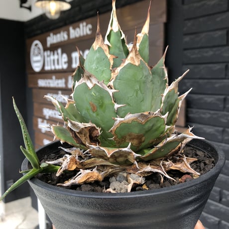 agave  titanota《小さめL size》※発根後店主国内管理2年株※締まり良きbest sizeなオススメ株※浅鉢植え