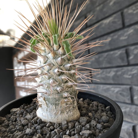 pachypodium  namaquanum 光堂《L size》littmon seed🌱※激希少‼︎ぼってり大きめ光堂‼︎時間かけ大切に育てた渾身の一株※mad  black pot植え