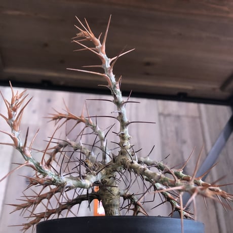sarcocaulon  camdeboense《M  size》