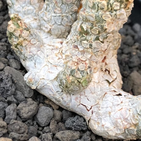 dorstenia  horwoodii《LL size》※現地球株発根済※古き良き味深い極白肌&低重心ぷっくり株元も堪らない渾身の一株‼︎※black bowl pot植え