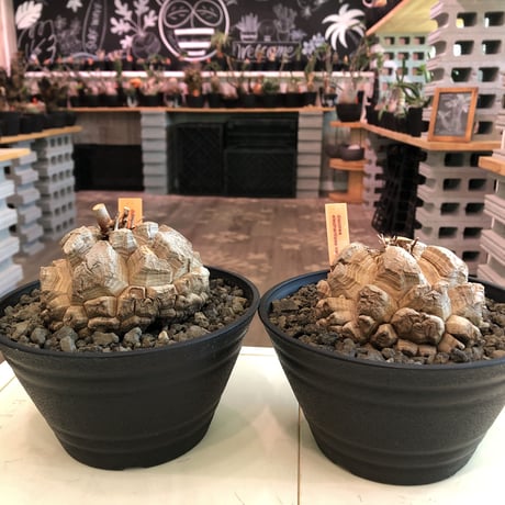dioscorea elephantipes アフリカ亀甲竜《大きめM size》※今後輸入が厳しい南アフリカ物‼︎現地球らしい切れ目強き立体樹形の大きなwild亀さん※浅鉢植え※冬型種※限定2株