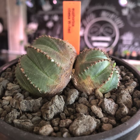 euphorbia  obesa《小さめM  size》W-he'd株※現地球発根済株※一部木質化した双頭オベサ※mad black bowl pot植え