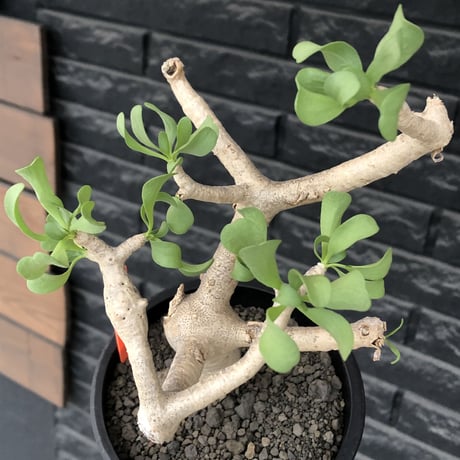 othonna furcata《M size》極白肌&極太幹株※現地球発根後店主国内管理3年株※極美白肌且つ小振りで丁度良きサイズ感※mad black pot植え