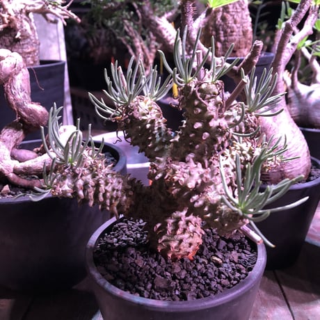 tylecodon  wallichii 和名＝奇峰錦《M size》※この丈で希少性高き激しい枝ぶりwild株‼︎　店主管理4年株　※ mad black pot植え