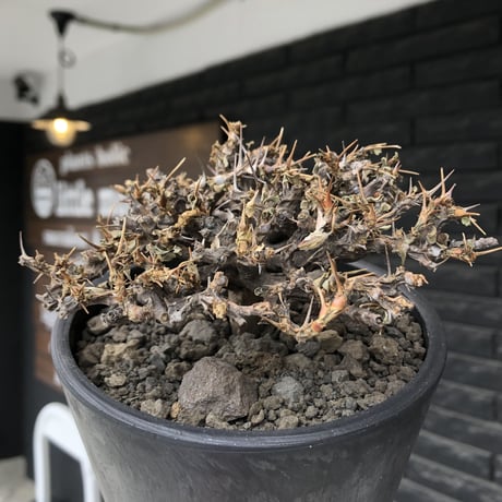sarcocaulon  vanderietiae《大きめM size》※現地球発根後店主国内管理3年株※希少春秋型種‼︎weight低く枝間密な纏まり良き一株※mad black pot植え