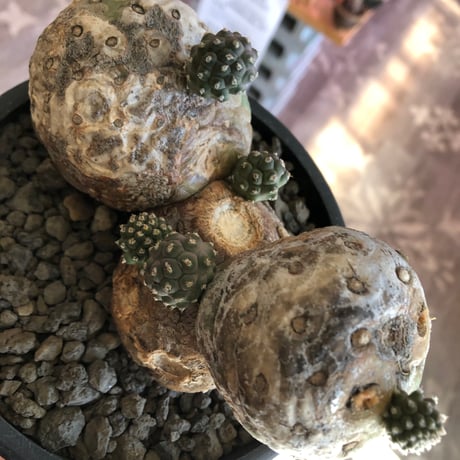 tephrocactus geometricus 《LL size》激希少‼︎※現地球株発根済※実生株＆カキ仔株でないと流通がほぼないため所持率も極めて低き渾身の一株※black bowl pot植え