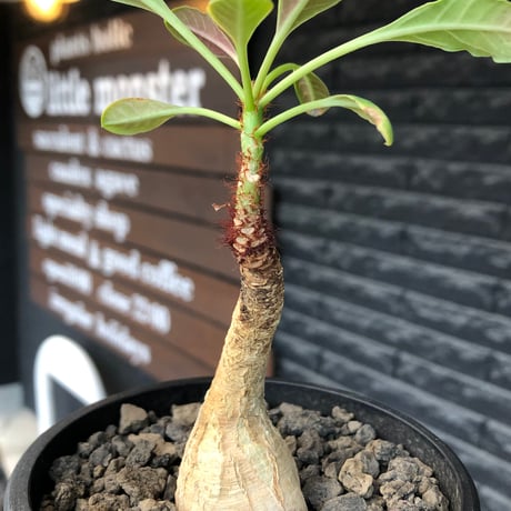 euphorbia ramena《M size》※現地球株発根済※ぽっこり丸み強き株元＆絶妙に捻くれた枝振りバランスが愛らしいラメナ※black bowl pot植え