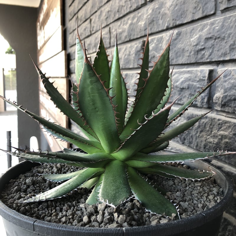 agave horrida《L L size》※現地球発根後店主国内管理3年株※締まり&樹 
