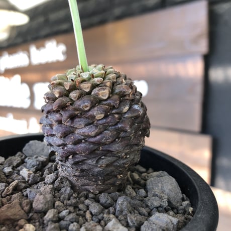 euphorbia bupleurifolia《大きめM size 》※まん丸球体株※現地球発根後店主国内管理5年株※ボコボコ肌にまん丸球体感が堪らない一株※mad black pot植え