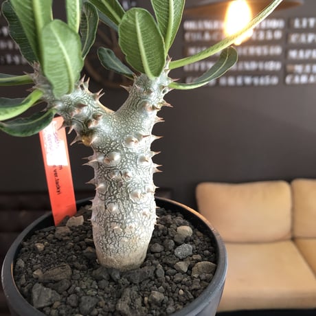 pachypodium tackyi《M size》希少種※littmon seed 4年株※白く美しくちぢれ葉が堪らなくかわいすぎる一株※mad black bowl pot植え