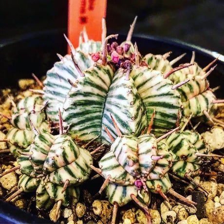 euphorbia   meloformis 錦《ゼブラ》激オススメ‼︎M size