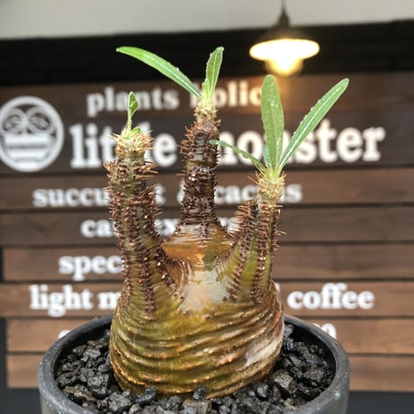pachypodium gracilius《 M size》希少green & 激しい現地焼け※現地球発根後店主国内管理1年株※2色混在特化した装いが堪らない※mad black bowl pot植え
