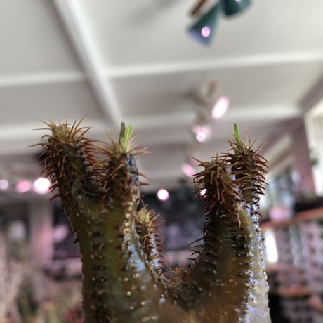 pachypodium gracilius《S size》激希少‼︎極green肌 &赤棘※現地球発根済株※店主国内管理2年株※極weight低き短枝ぼってり樹形※mad black pot植え