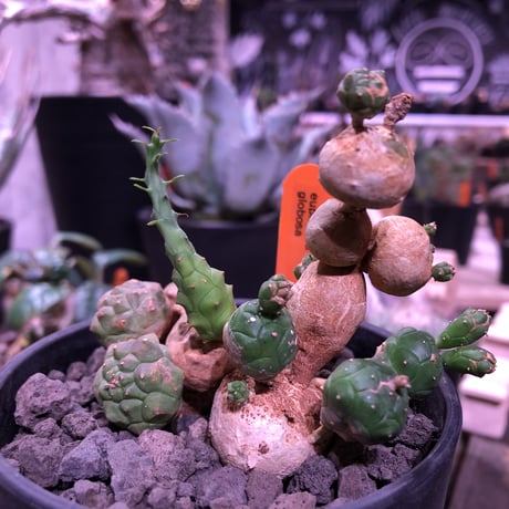 euphorbia   globosa