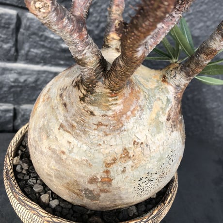 packypodium  gracilius《L size》特選株※現地球発根済株※特化した肌colorに味深き現地焼け＆weightも低き360°球体な大株グラキ‼︎唯一無二な装い※陶器浅鉢植え