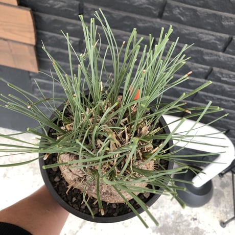 calibanus hookeri《L L size》※現地球発根後店主国内管理6年株※大変bigな良樹形且つ荒々しいwild肌質な男前フーケリー‼︎※mad black bowl pot植え