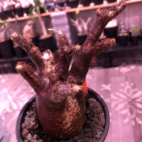 packypodium  gracilius《M  size》※現地球発根済※赤すぎる赤肌&現地焼け堪らぬリトモン渾身の一株‼︎※mad black pot植え