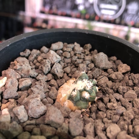 copiapoa   cinerea  黒王丸《S size》※現地球株カキ仔自根株※現地球のDNAを引き継いだカキ仔株‼︎※mad black pot植え