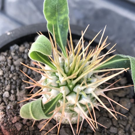 pachypodium  namaquanum 光堂《小さめM size》littmon seed🌱※希少種‼︎しっかり育てた大きめのかわいい奴※mad black pot植え