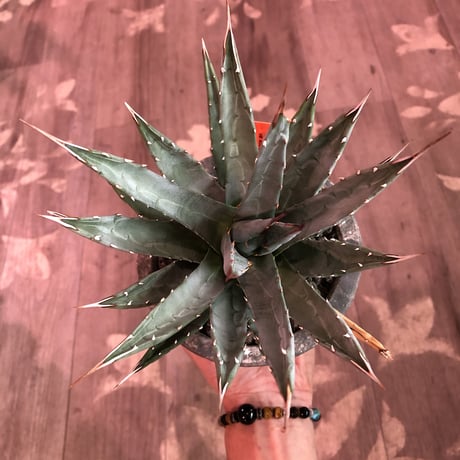 agave    utaensis  var, eborispina《大きめM size》※発根済株※良balance＆美しいエボリスピナ※陶器鉢植え