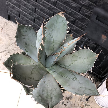 agave  titanota whiteice《大きめLL size》※現地球発根済株※美しく肉厚の葉にその名の通り白棘とのcontrastが堪らないbig株‼︎地植え可能‼︎