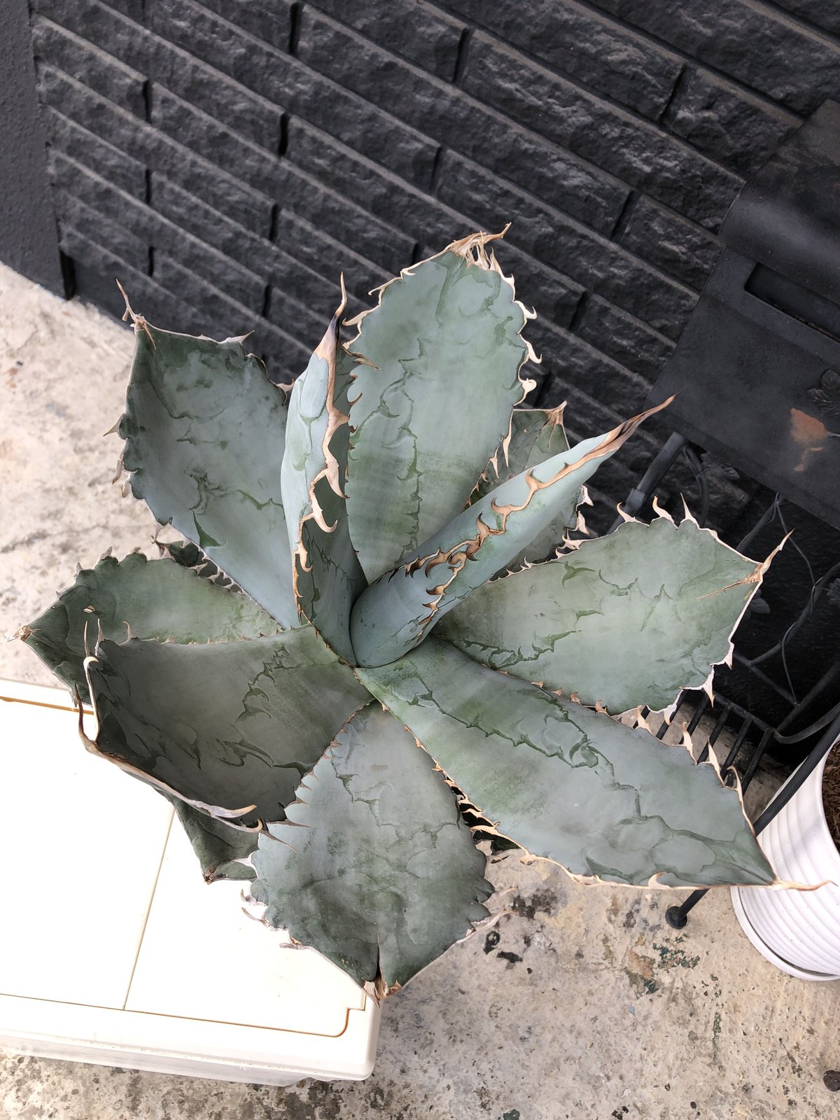 agave titanota whiteice《大きめLL size》※現地球発根済株※美し