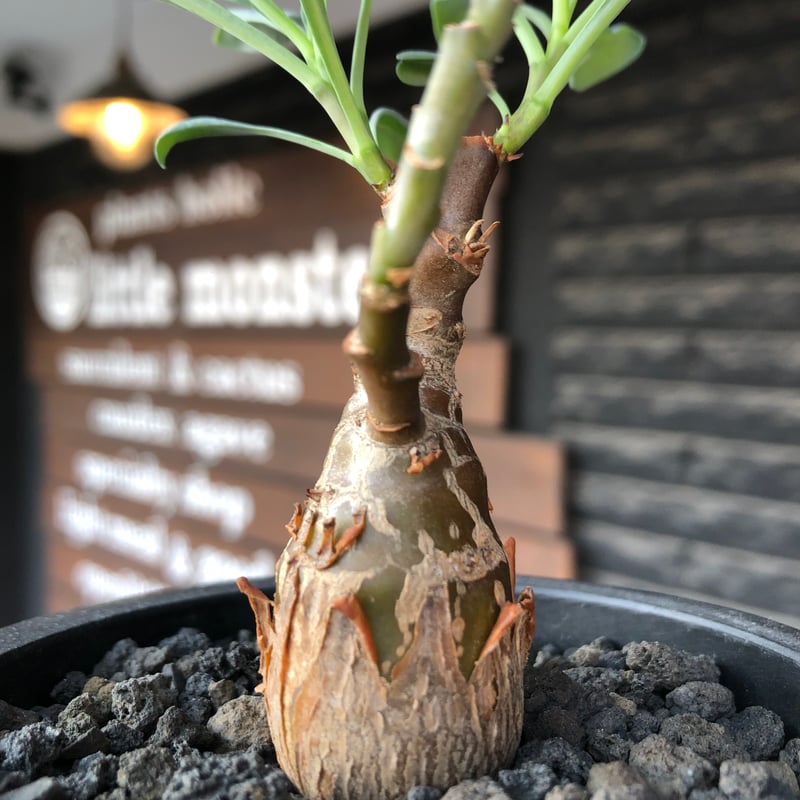 希少 コレクション株 オトンナ パキポダ othonna pachypoda《M size》※激希少‼︎現地球株発根済※とびきりほって