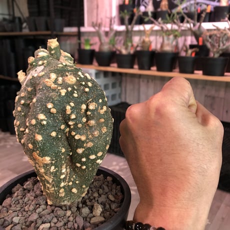 adenia   globosa《S size》※現地球発根済株※中々流通しない小さいが故にレアグロボーサ‼︎完全に手乗りサイズでかわいさmax‼︎激オススメ株※mad  black pot植え