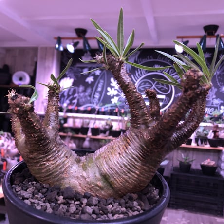 packypodium gracilius《大きめM size》W-he'd株※現地球発根済株※店主国内管理3年株※アシンメトリー且つ肌質＆colorも美しい一株※mad black pot植え