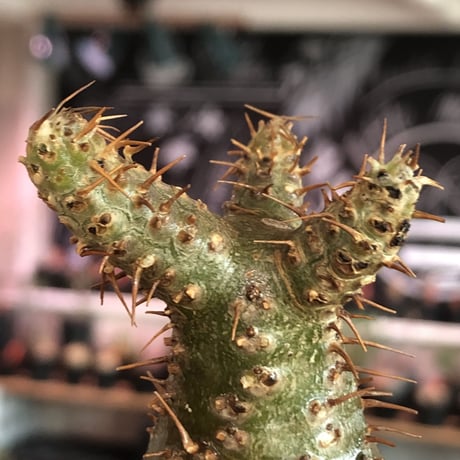 pachypodium gracilius《大きめS size》希少‼︎green肌※現地球発根済株※店主国内管理2年株※株元ぼってりな美肌＆良樹形グラキ※mad black pot植え